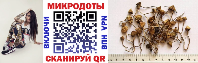 Псилоцибиновые грибы Psilocybine cubensis  Томмот 